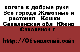 котята в добрые руки - Все города Животные и растения » Кошки   . Сахалинская обл.,Южно-Сахалинск г.